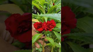 লাল দোপাটি red dopati হরগৌরি youtubeshorts flowers budtobloom roseflower bloomingbuds shorts [upl. by Alimhaj]