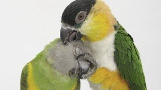 Blackheaded Caique x Senegal Parrot ズグロシロハラ ✕ ネズミガシラハネナガ [upl. by Eyoj]