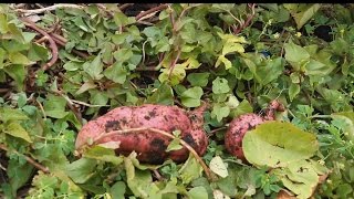 Harvesting Sweet Potatoes [upl. by Mccullough]