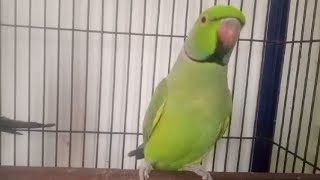 Best Singing Parrot  Ringneck parrot singing  Jaggu parrot world [upl. by Aneeram102]