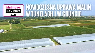 Nowoczesna uprawa malin  w tunelach i w gruncie  zaproszenie na 9 września na Malinowe Factory [upl. by Eldred569]