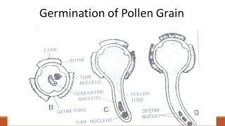 pollen germination  Bsc [upl. by Puett]