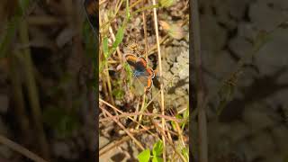 A beautiful Southern Brown Argus butterfly in the sun in Teno Rural Park [upl. by Dustin]