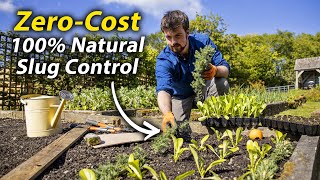 Simple Guide to Slug Control  How to Effectively Deal with Slugs in the Vegetable Garden [upl. by Drooff]