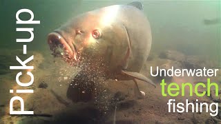 The pick up bait  Underwater tench fishing  Breamtime S5E3 [upl. by Rubbico]