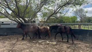 Caboolture Horse Sale quotRosiequot [upl. by Zined]