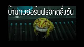 The sounds of male pacman frog mating call nonstop 15 Hour for breeding [upl. by Moselle]