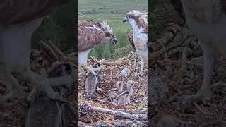 P231 Review birds nest life mom birds brings food to feed her babies in their nest birdslover [upl. by Loram899]