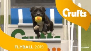 Flyball  Team SemiFinals  Part 1  Crufts 2019 [upl. by Brodeur]