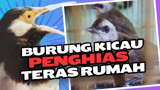 6 Burung Kicau Penghias Teras Rumah [upl. by Lebatsirhc]