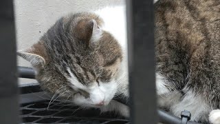 Britains true ruler Larry the Downing Street cat  AFP [upl. by Lotson345]