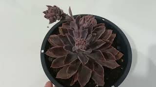 Echeveria Leopoldina aste central e agora [upl. by Ahsiele]