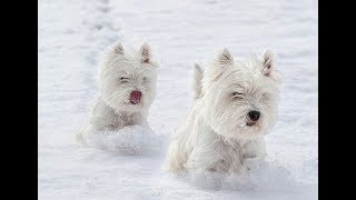 Westie Puppies Playing in Snow Compilation 2019 ❄️ NEW [upl. by Elfont]