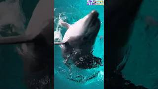 Dolphin 🐬 super funny moment dolphin funnymoments shortvideo [upl. by Anifares]