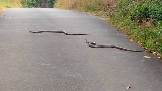 Snakes in Kerala  Big Snakes [upl. by Cerracchio]