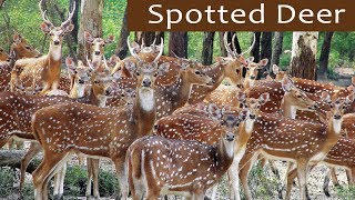 Beautiful Herd of Spotted Deer  കൈ എത്തും ദൂരെ പുള്ളിമാൻ കൂട്ടം  Bandipur National Park [upl. by Wilber]