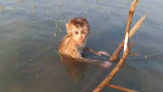 Cold water make cute monkey fresh [upl. by O'Neil]