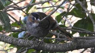 Rufous chinned Laughingthrush singing and then chilling [upl. by Danae876]