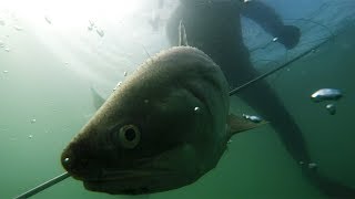 MASSIVE King Threadfin Salmon amp Barramundi spearfishing camping trip  catch and cook [upl. by Eiloj820]