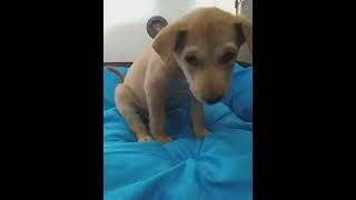 MIMI doglover mimi vlog pets mimimi labrador cute puppy lovelymimi [upl. by Ybreh]