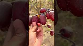 Harvest red datesfruit pickvillagelifefarmingagriculturerurallifeenjoyrurallife [upl. by Circosta698]