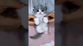 Cat videos cute kittens 😻💕 [upl. by Ettenuahs]