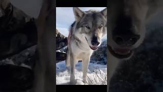 Before amp After Animals Growing Up Amazing Animal Transformation 💥 short tiktok animals [upl. by Adohr]