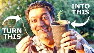 Easiest Way to Grow Blueberry Plants from Cuttings [upl. by Phillis]