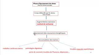 Cours dEndocrinologie vidéo 5  Hormones de la Médullosurrénale [upl. by Iormina1]