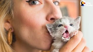 Kitten Lady Has Fostered Hundreds Of Kittens  The Dodo [upl. by Nahsez838]