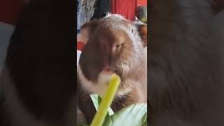 Guinea pig Olympics whos gonna be the one to eat it all shorts guineapig funny [upl. by Ahsurej]