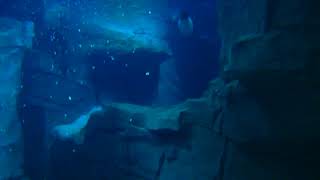 Underwater Penguin Footage [upl. by Colin]