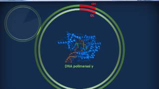 Genetica 01  Fisiologia del genoma umano [upl. by Lydell]