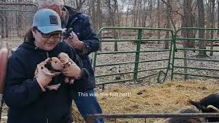 Moving the Kune Kune piglets to the farrowing house [upl. by Etnomaj]