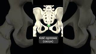 Kość ogonowa coccyx uczymy razem shorts anatomia medycyna 3d anatomy [upl. by Krever]