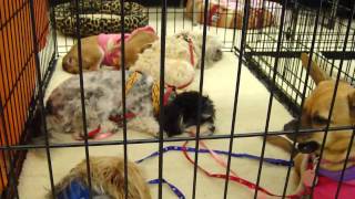 FOCHP Pet Adoption Event at Petco in Lake Forest [upl. by Morgen]