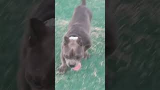 CUCUI of Ryder Ranch Kennels americanbully [upl. by Hamitaf667]