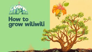 How to grow wiliwili [upl. by Quin]