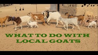 August 2024 Update Enhancing Our Farms Goat Breed [upl. by Sharon]