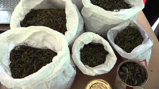 SEQUESTRO MARIJUANA DUE ARRESTI [upl. by Anirehs]