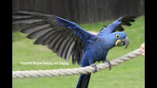 Hyacinth Macaw Dancing and Singing [upl. by Hachman]