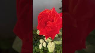 Rose plants 🌹shortvideo viralvideo stylequeennighat [upl. by Silirama877]