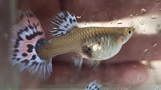 4 Accurate Signs Your Female Guppy is About to Give BirthStep by step with Sample 99 working [upl. by Lekram]