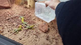 Feeding Crotaphytus collaris auriceps [upl. by Cromwell]