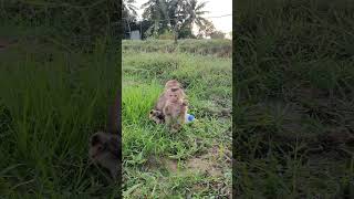 monkey47 monkey monkeytime animals monkeybar monkeymonkey monkeyplace babymonkey [upl. by Fania]