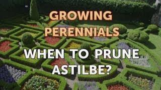 When to Prune Astilbe [upl. by Na547]