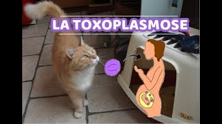 Gnocky La toxoplasmose  la femme enceinte et son chat [upl. by Waugh]