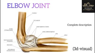 Elbow Joint 🤗 joints anatomynote anatomy medical [upl. by Denver]