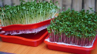 Growing Vegetables Without A Garden How To Grow Sprouts Without Using Soil High Yield [upl. by Morena574]