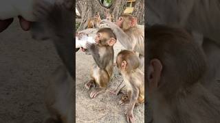 Adorable baby 🍼🍼🙏🙏🥰monkeybandarmonkeyvideo 431 [upl. by Siravrat]